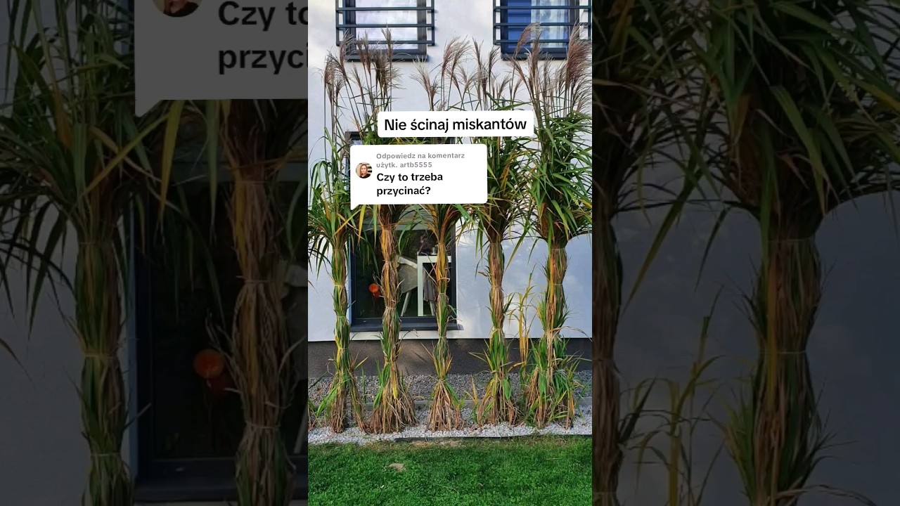 Nie ścinaj miskantów 