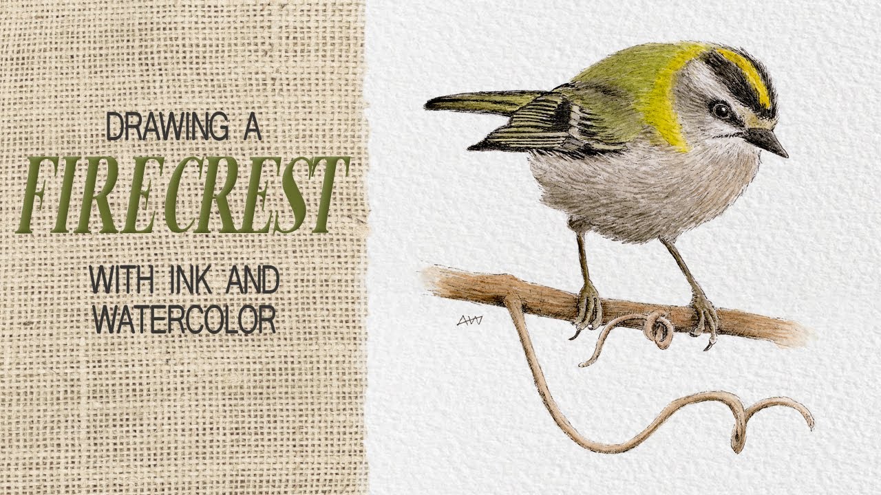 Birds with pen and watercolor - common firecrest