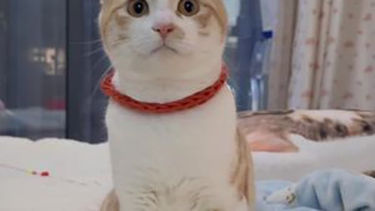 孩子大了总要嫁人吧～#萌宠出道计划 #我把我的猫养大啦 #小猫都有被好好爱着 #卷耳猫花卷#无偿
