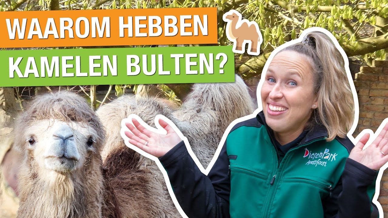 DAAROM HEBBEN KAMELEN BULTEN?! + HOE VERZORGEN WIJ DE KAMELEN? 🐫😳 | Carlijns Dierenvraag #22