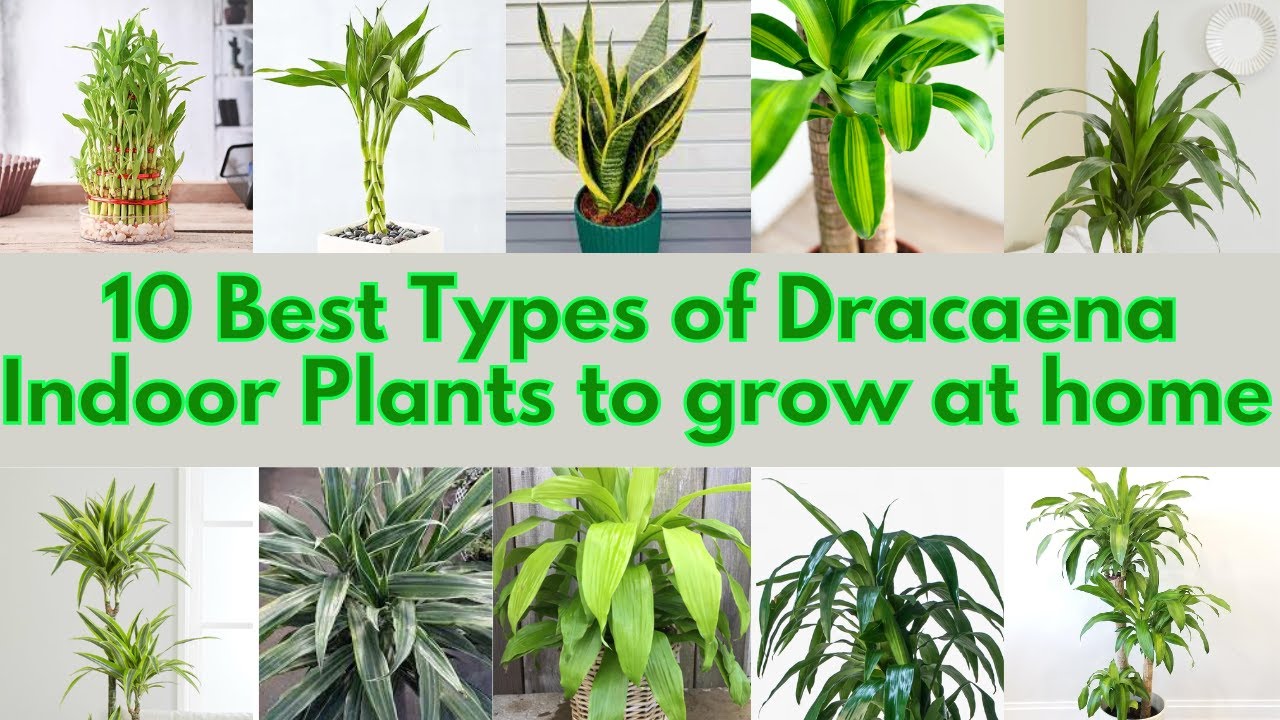 10 Best Types of Dracaena to Grow at home
