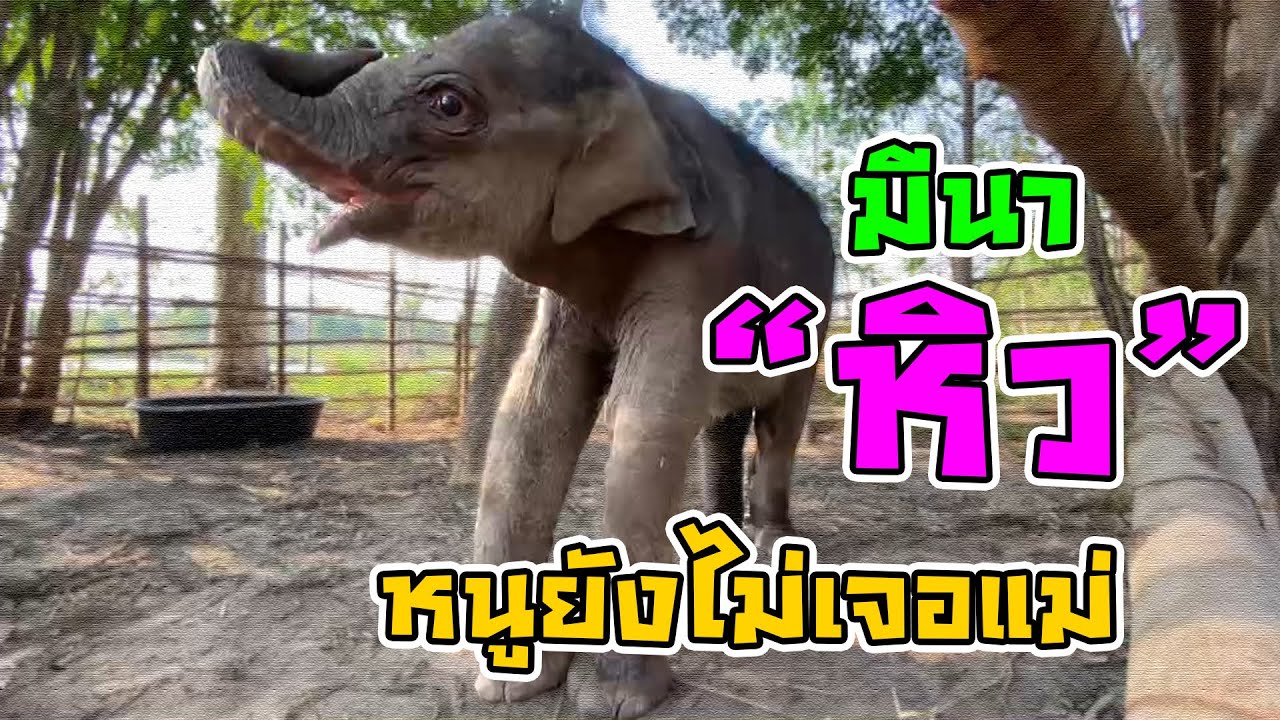 ลุ้นกันต่อกับภารกิจ ส่งน้องมีนากลับโขลง คืนแรกผ่านไปยังไร้วี่แวว น้องมีนายังต้องรอแม่รอโขลง!!