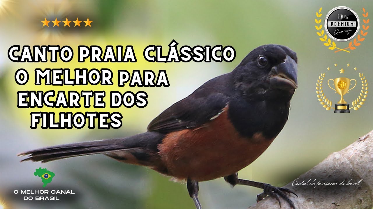 Curió praia clássico para encarte de filhotes!
