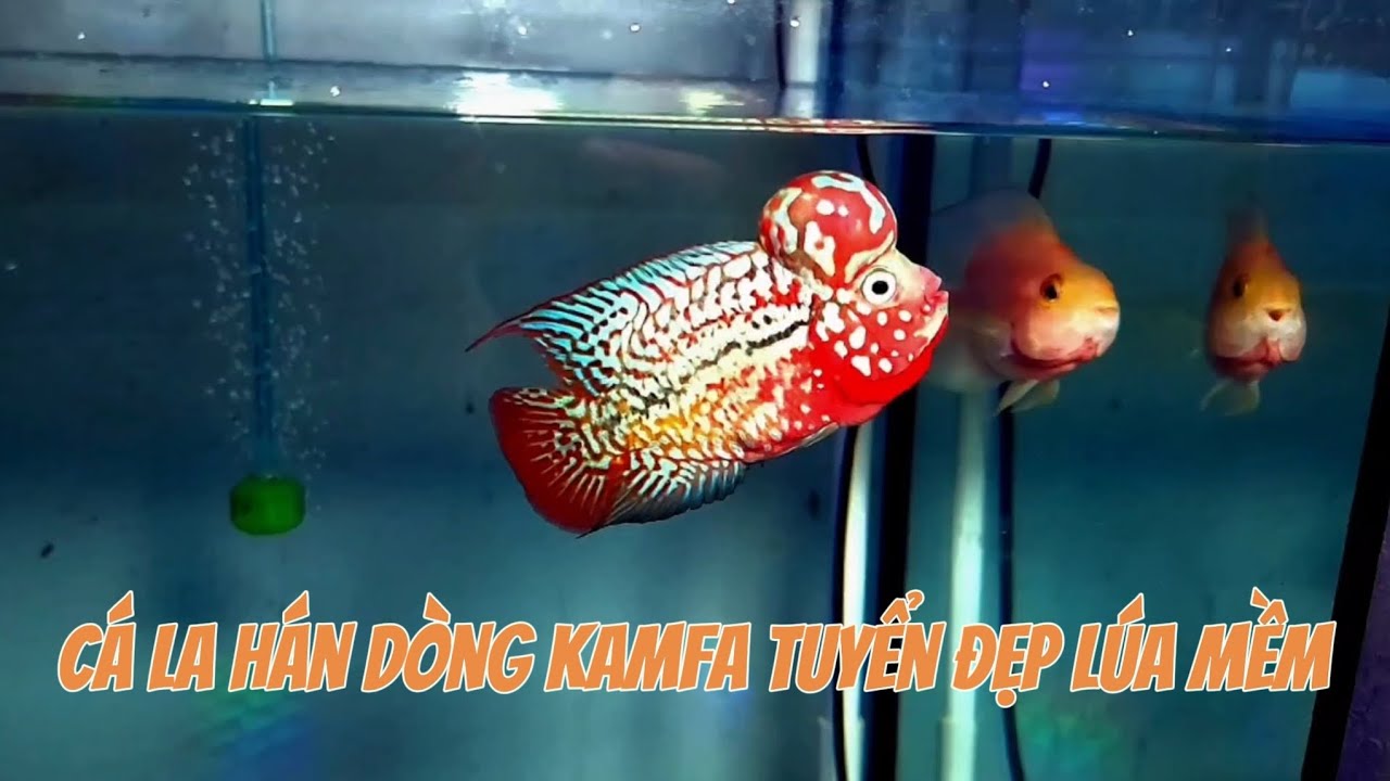 Lên Cá La Hán Dòng Kamfa Mới T3/2025 | Zalo: 0909.558.469 - AMG Fish Farm