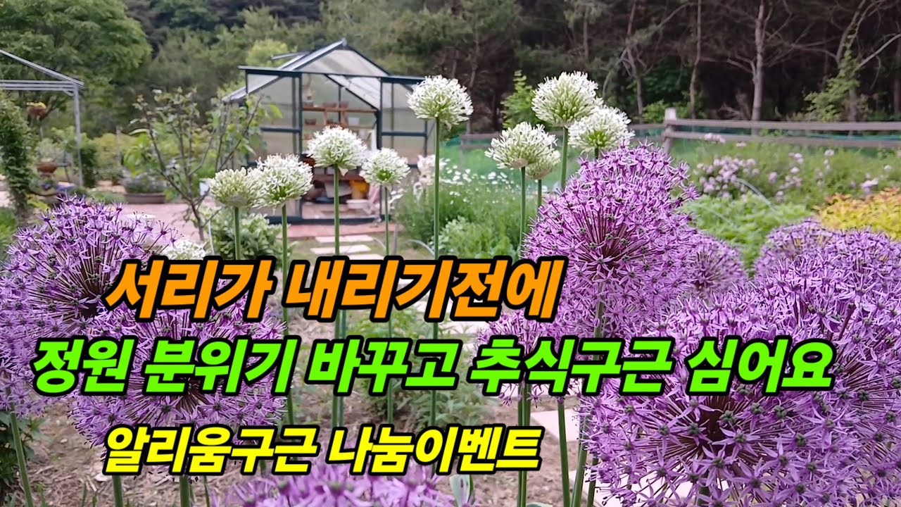 서리 오기전에 가을정원 손질과 추식구근심기