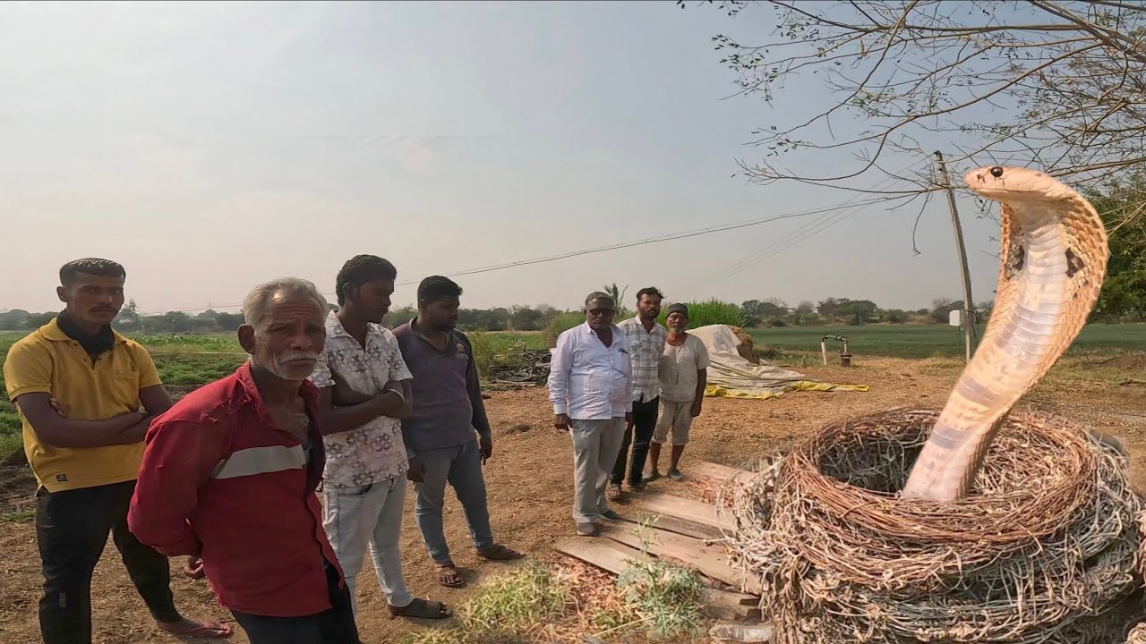 इस गांव में घाटी विचित्र घटना ने पूरे गांव को हैरान कर दिया,दो साल पहले घर में निकला सांप आज फिर आया