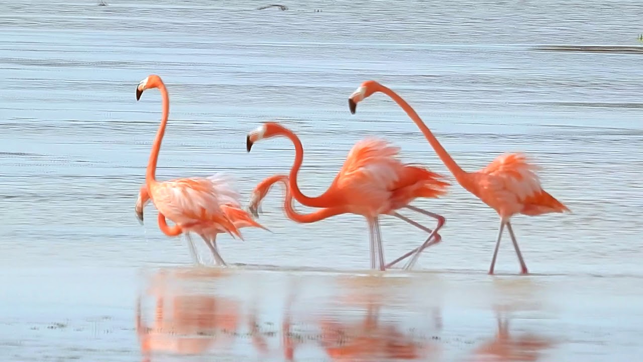 Sonidos de Flamingos / Phoenicopterus ruber