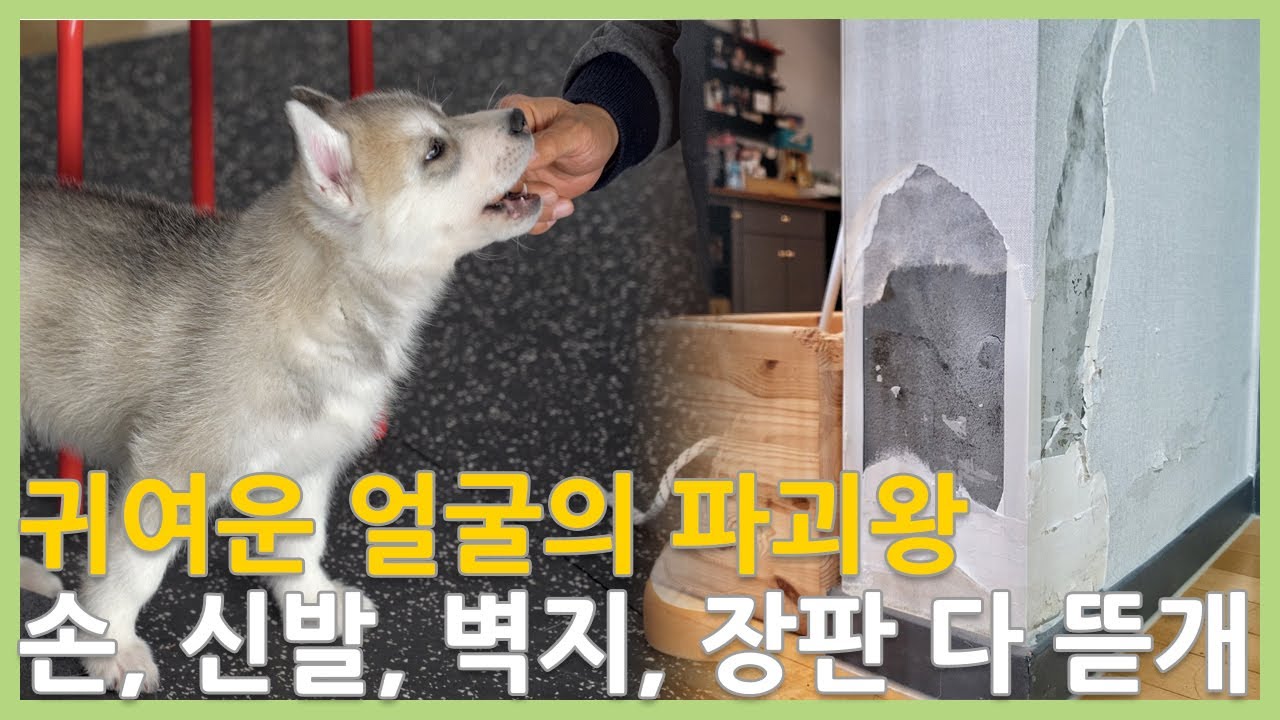 가구, 옷, 신발, 보호자 손을 물어 뜯는 반려견을 위한 솔루션 참 쉬워요