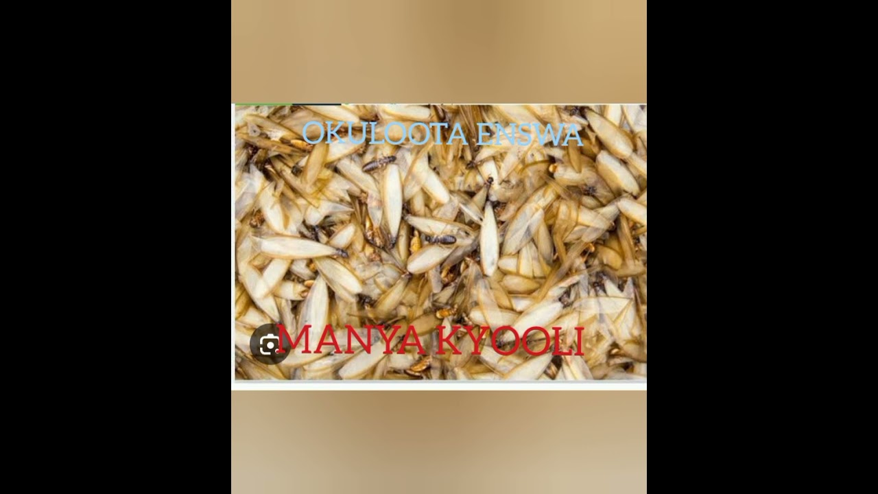 OKULOOTA ENSWA(DREAMING ABOUT ANTS) (0762413013)