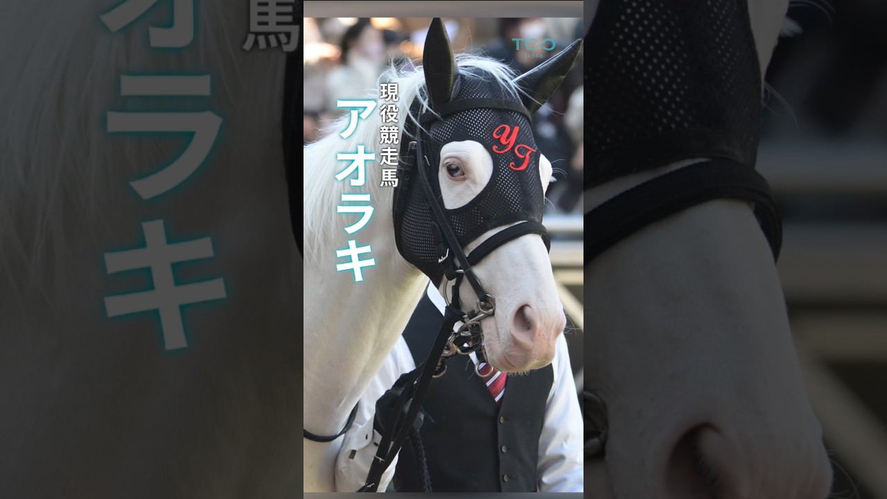 現役競走馬アオラキ「TCC 広報大使」就任記念 限定グッズが登場‼️ #アオラキ #引退競走馬  #クラファン #馬