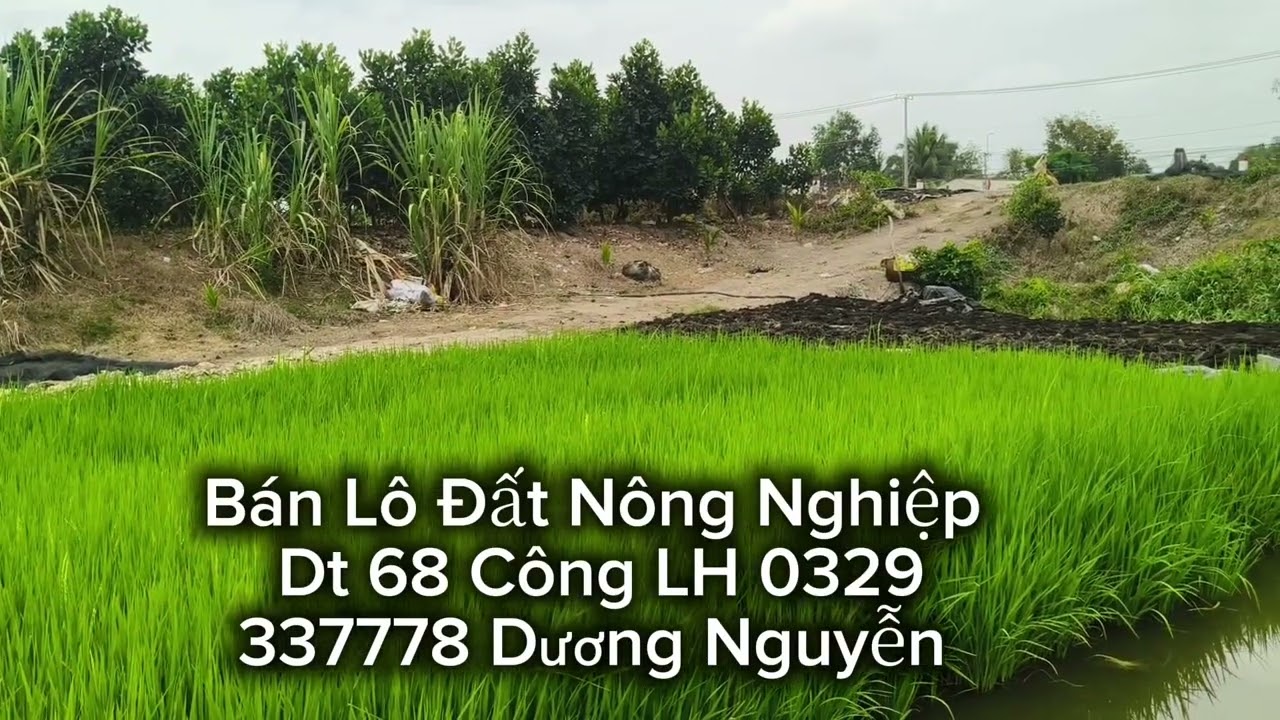 Nhà Đất Bán Đất Nông Nghiệp Dt 68 Công Giá 200tr Công/1000m2 Tân Thạnh Long An Cũ Tây Ninh Mới 