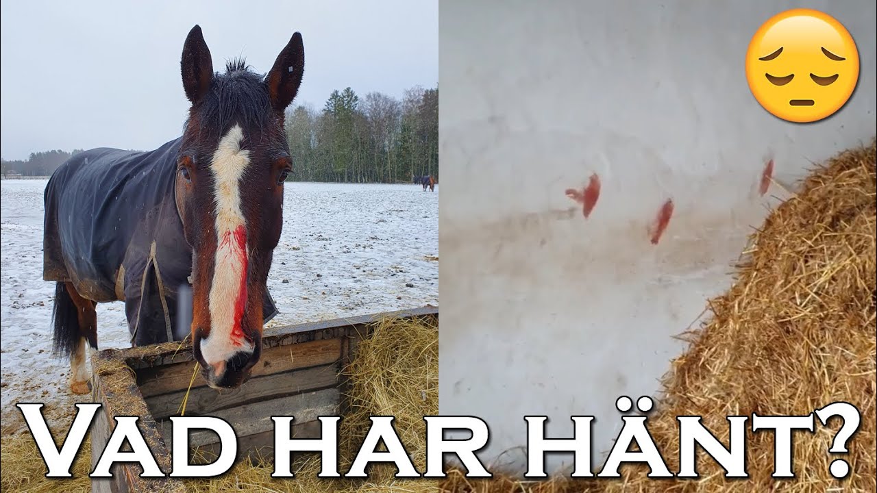 BLODBAD I STALLET - stallvlogg
