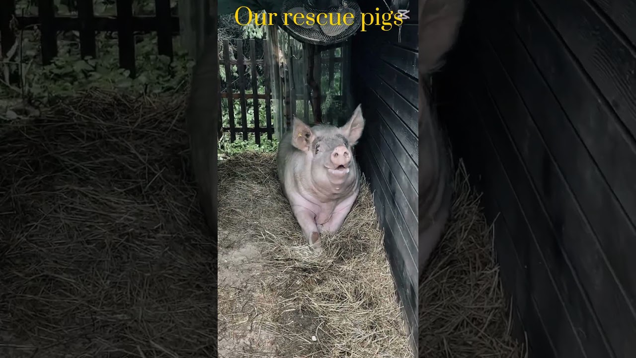 Our rescue PIGS￼ #micropig #pig #piggy #animals #vegan #piglet