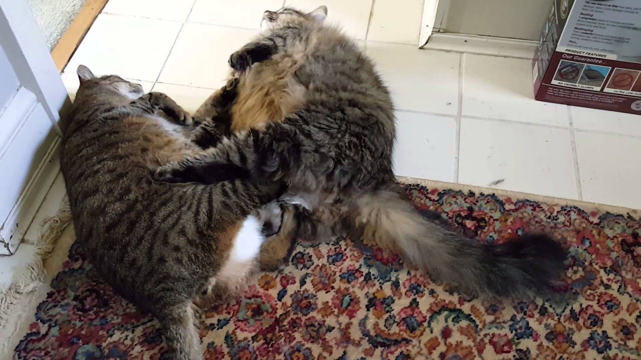 Fat cat fight