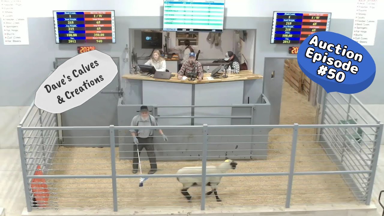 Sheep Auction on 01/20/2026