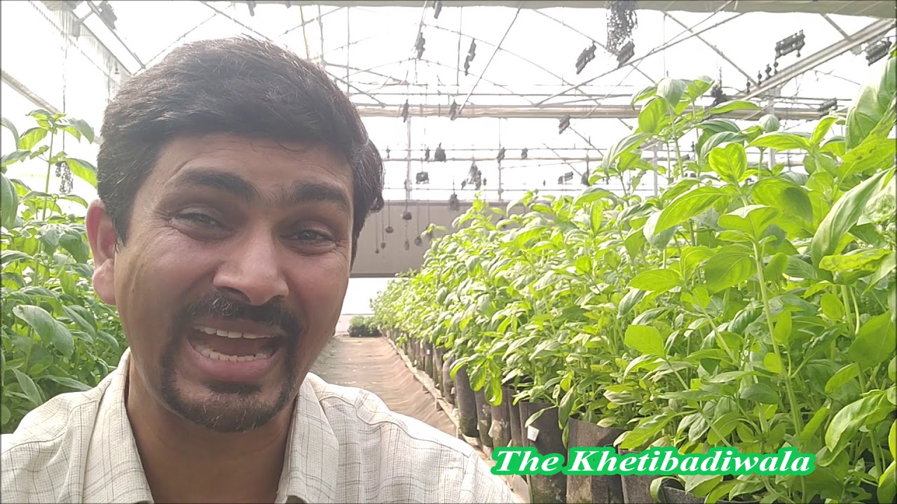 Hydroponic Myths II YT