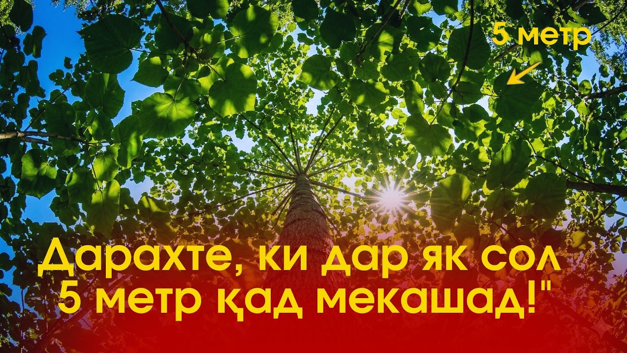 Дар Тоҷикистон дарахти навро парвариш мекунанд