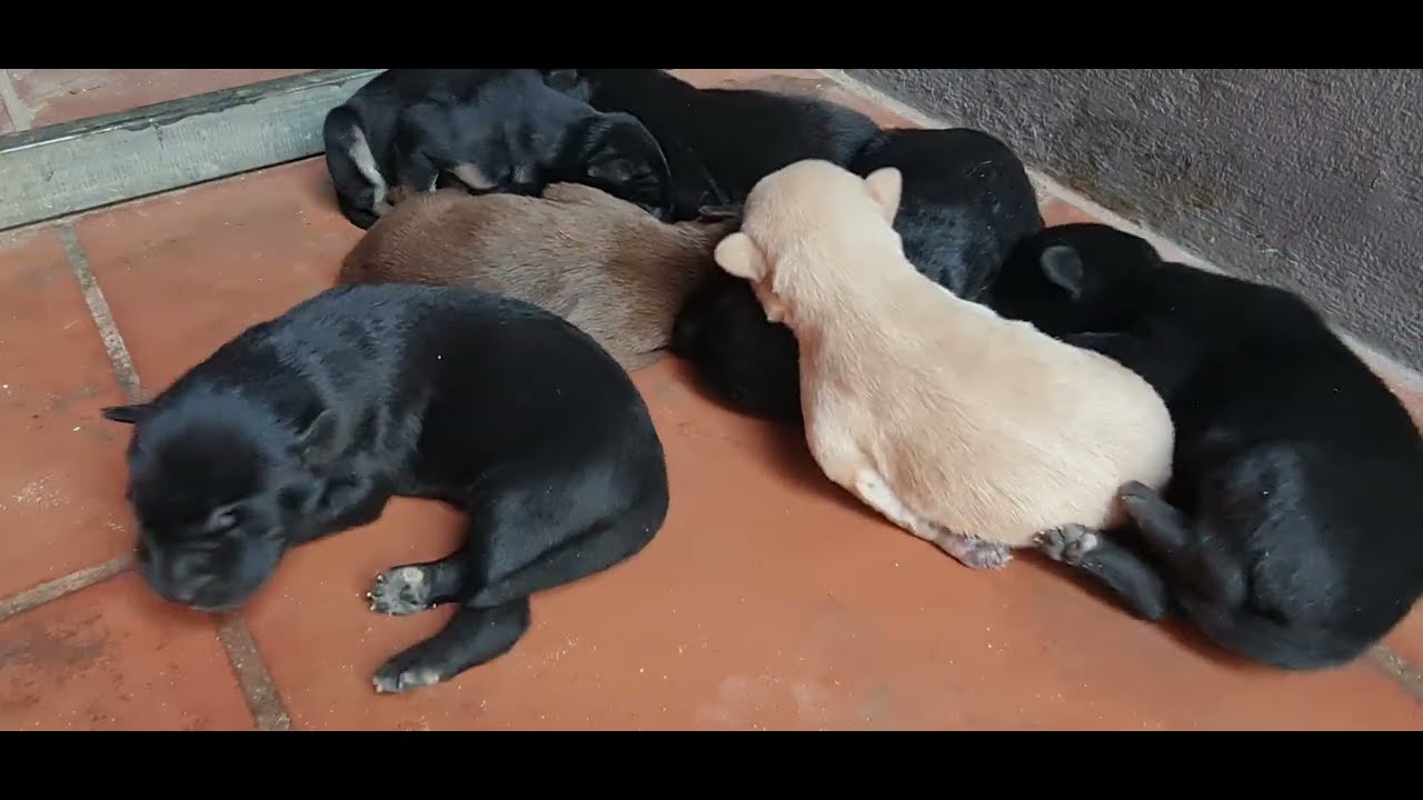 Very smart puppies is today #animals #cute #video #longs
