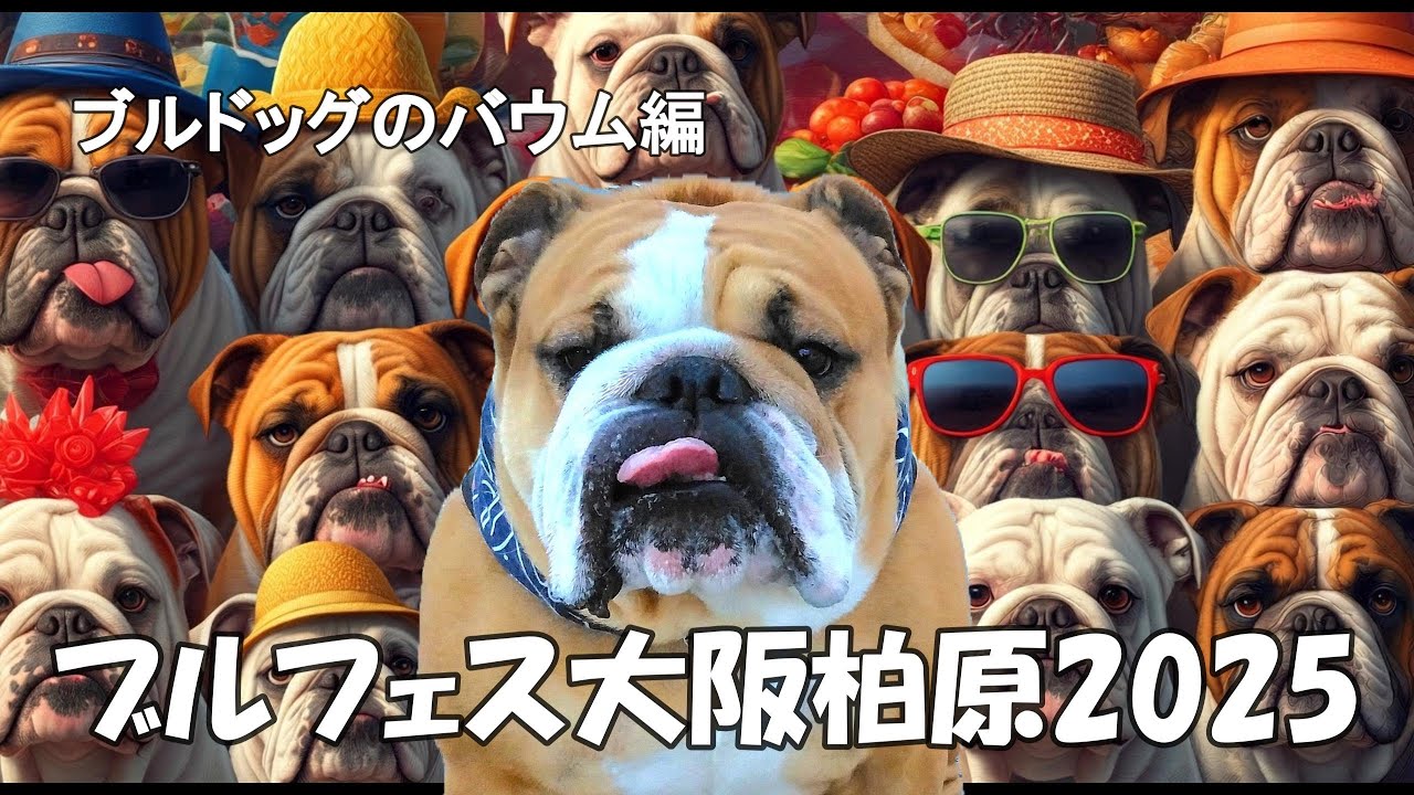 【ブルドッグ】雪の犬フェスで完全フリーズ…初めての寒さに固まるバウム｜大阪・柏原