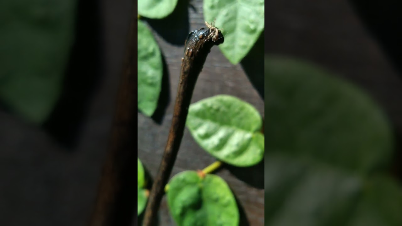 bebê louva-deus - tiny baby praying mantis 