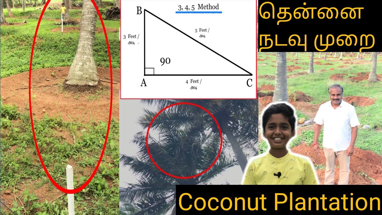 Coconut Plantation | தென்னங்கன்று நடவு & மார்க்கிங் thennai nadavu murai | #thennainadavu