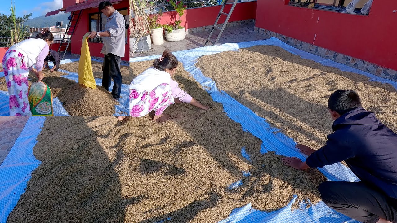 After the harvest, local paddy rice is gathered and placed into storage facilities @SumnimaRaini