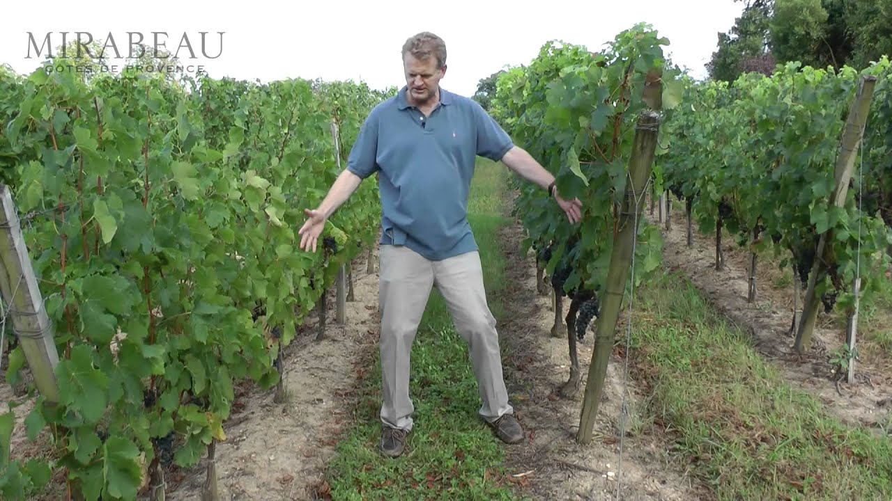 A few aspects of vineyard management