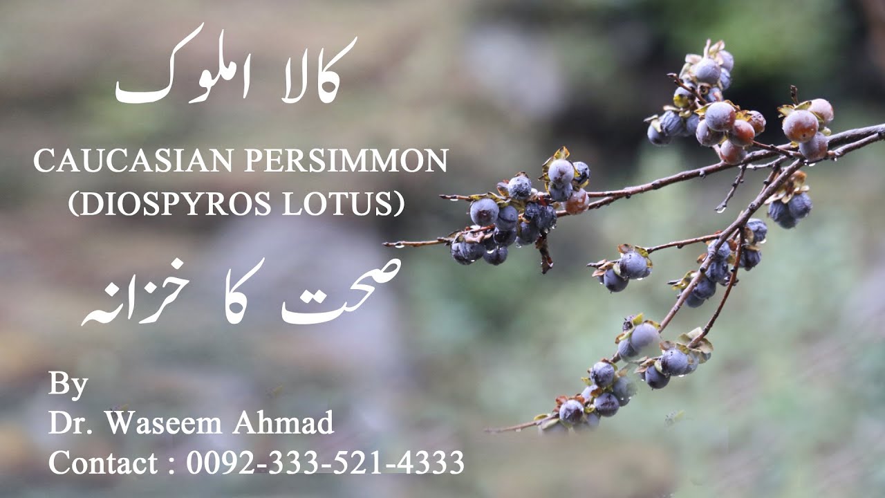 Japani phal (amlok) ke fayde |Caucasian persimmon (kala   amlok) کالا املوک | kala amlok ke fayde