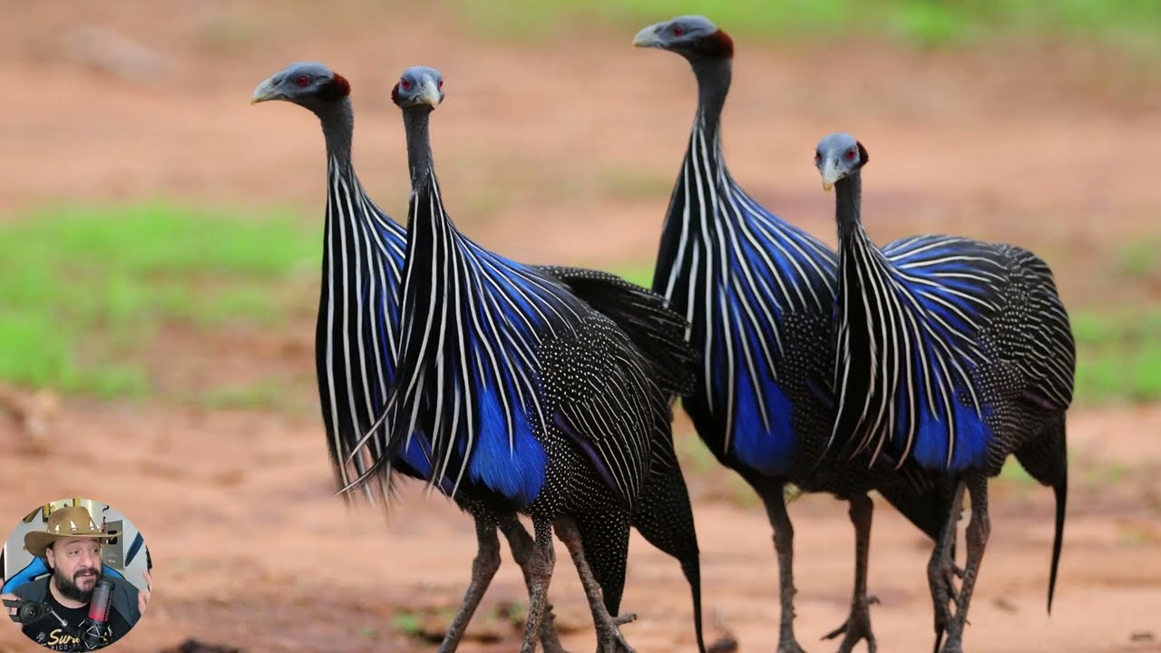 Pintada Vulturina, a Galinha mais linda da África