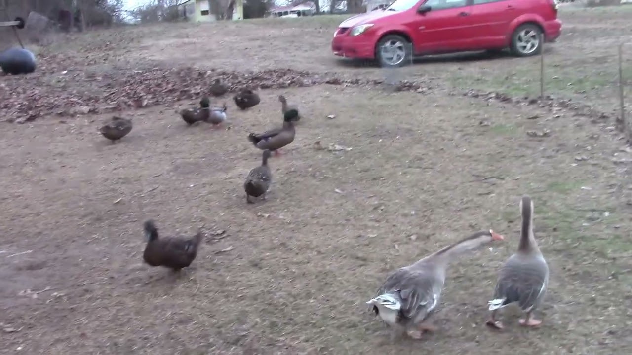Giving Grey Geese Some Bread