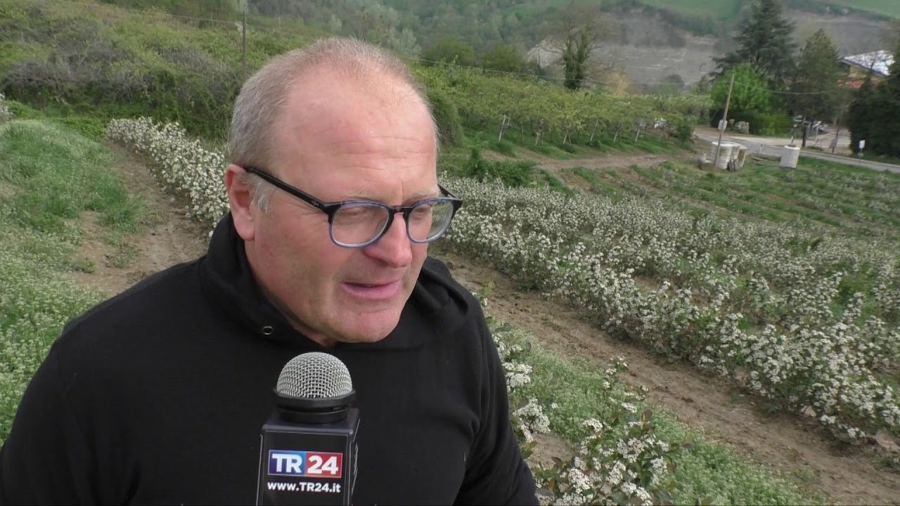 FONTANELICE: Aronia, aumenta in Romagna la coltivazione di questa bacca
