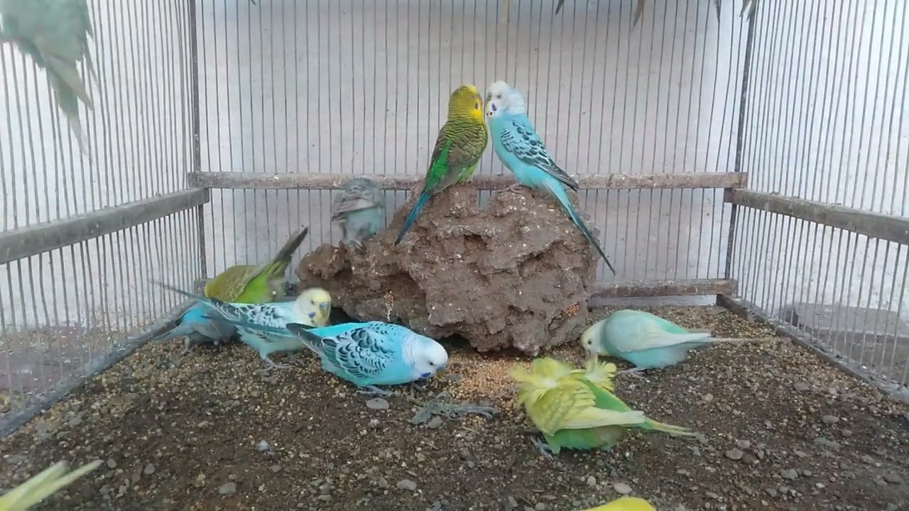 This Is What Relaxation Looks Like with Birds