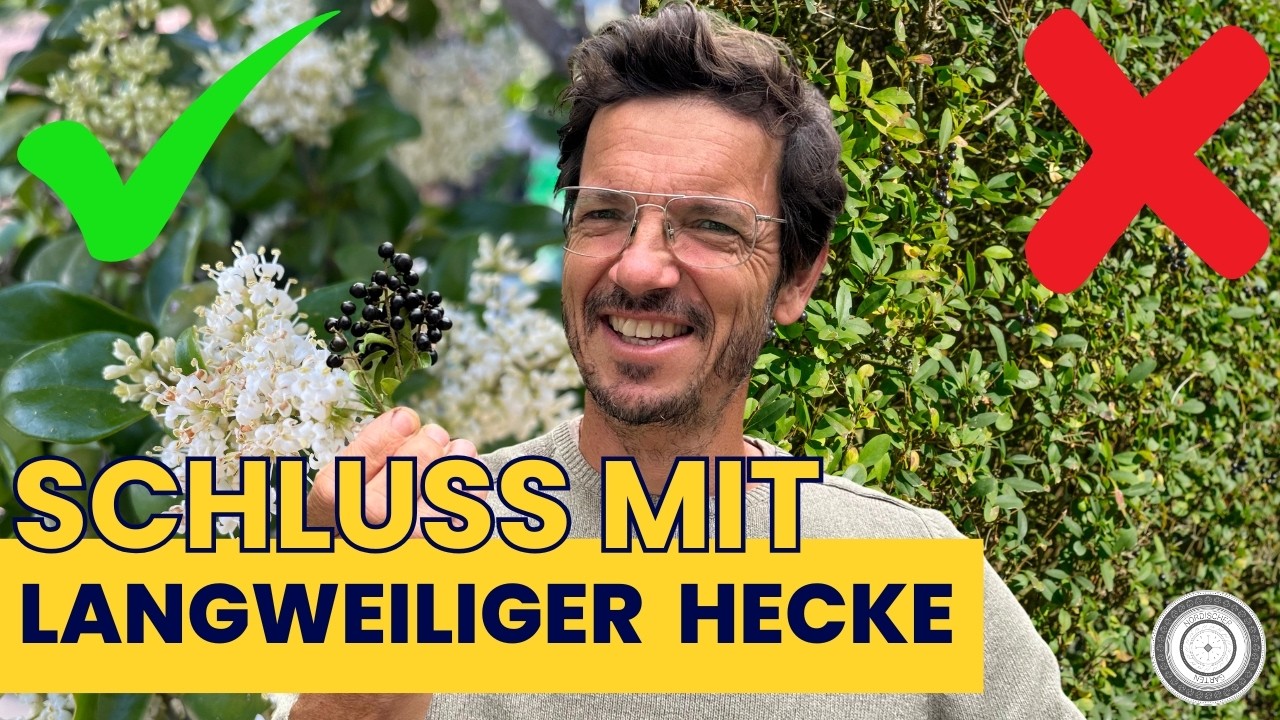 Genau darum! Soll Liguster in deinen Garten