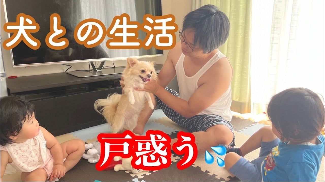 【人生初の犬の世話】妹から預かったチワワとの午前中！子供２人もやっと慣れてくれた【Morning routine with the dog】