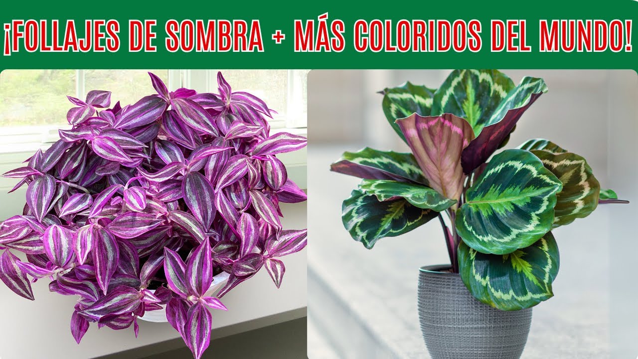 🌿 10 Plantas de Sombra con Follajes Coloridos