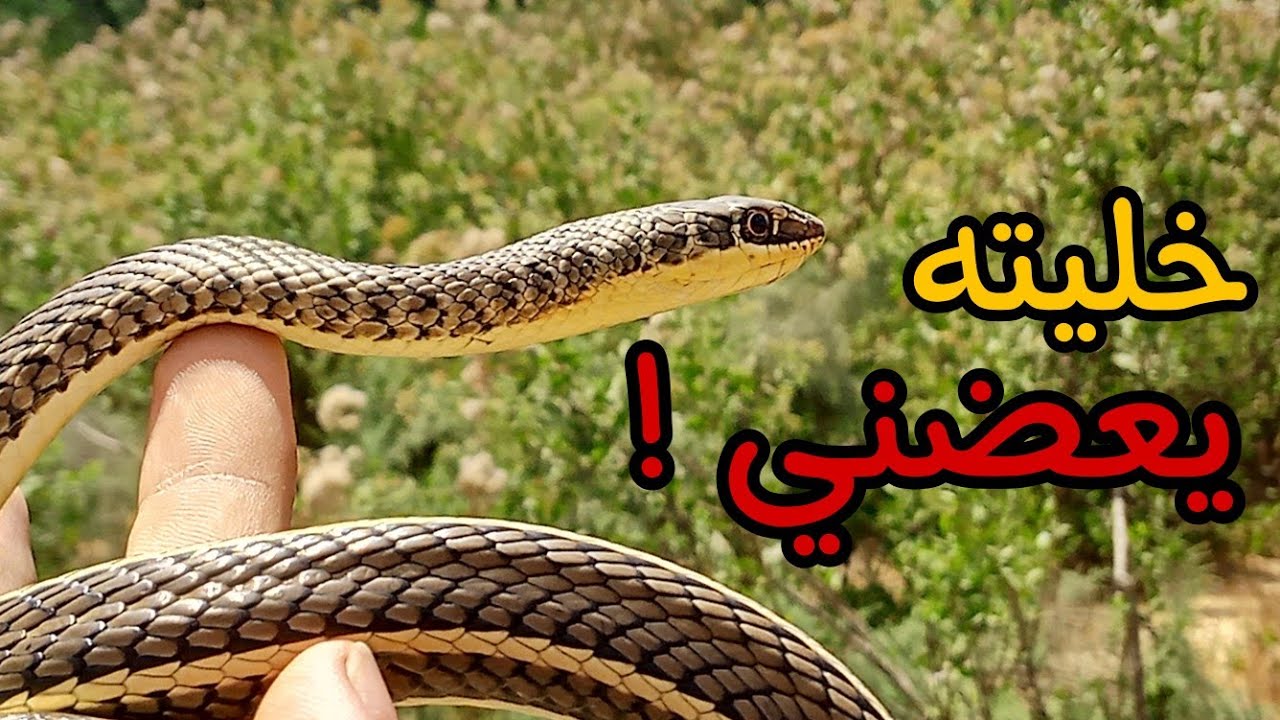 الثعبان الاكثر إنتشاراً في مصر (ثعبان أبو السيور)
