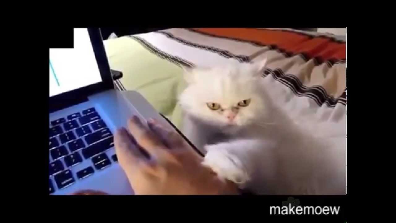 Cats demanding petting Compilation