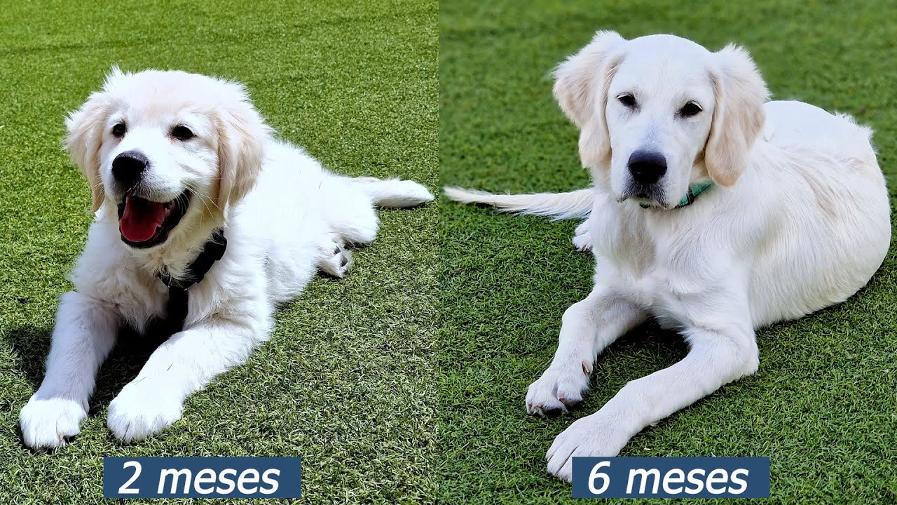 Golden Retriever cachorro | 2 meses vs 6 meses de edad 😊
