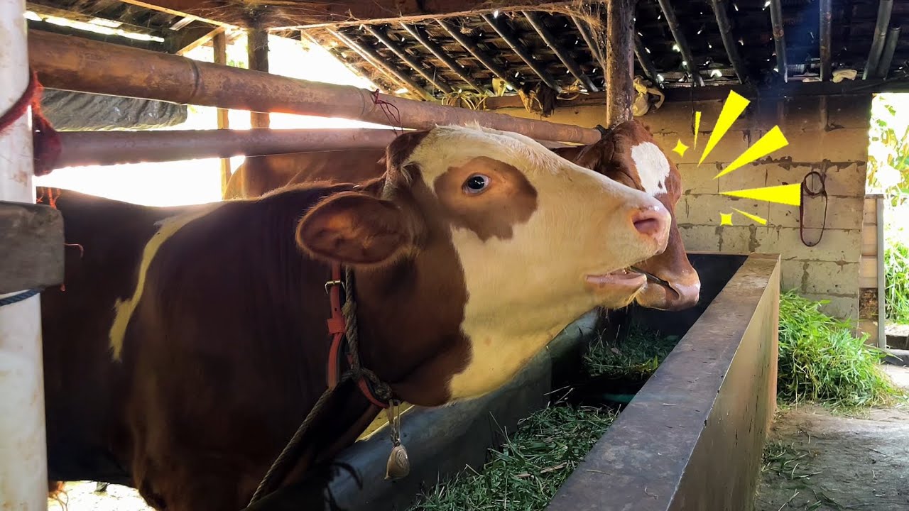Sehari bisa dua kali, Mandiin Sapi di Kampung! 