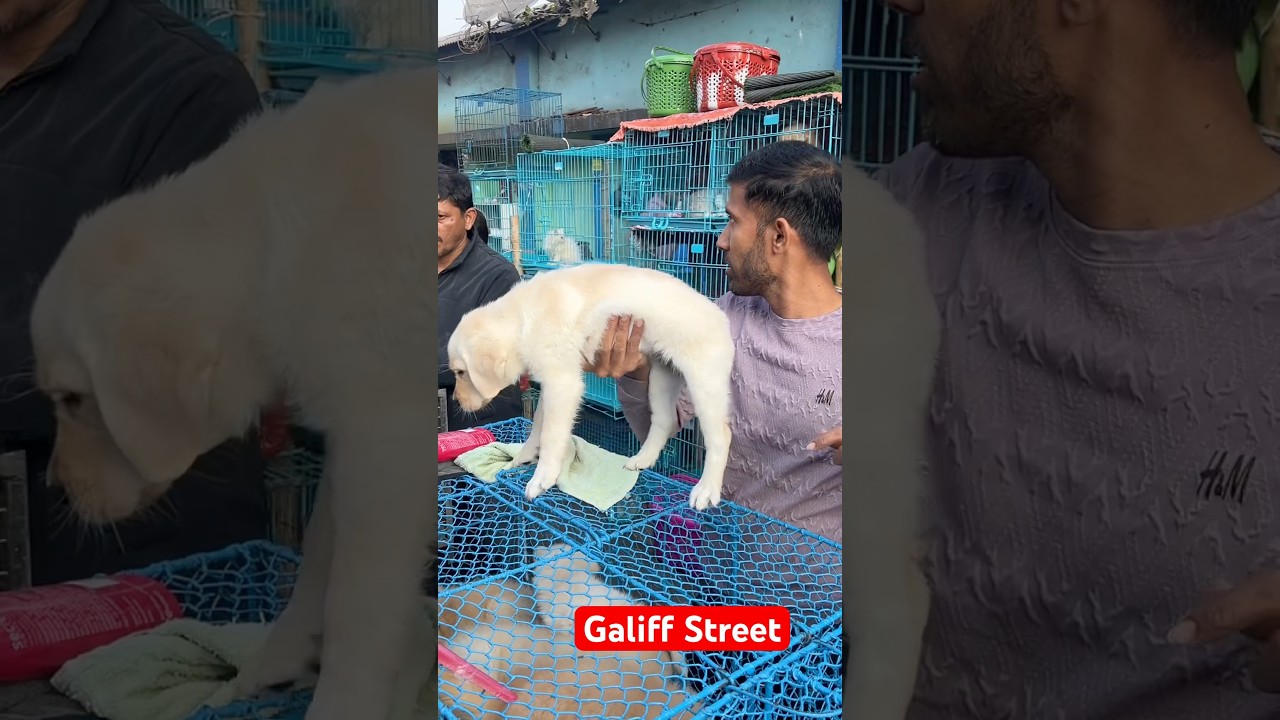 galiff street pet market | dog market Kolkata #shroud #dog #petmarket #galiffstreet