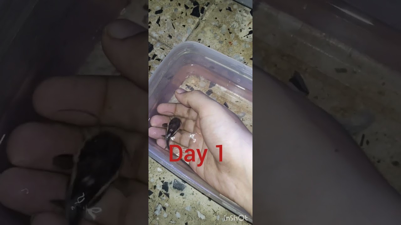 Orca -The baby red tail catfish 