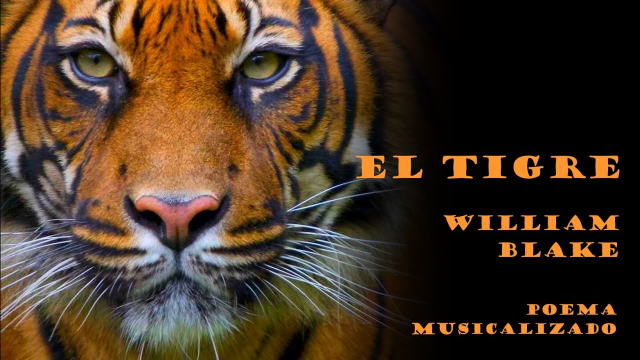 El tigre, de William Blake | Poema musicalizado
