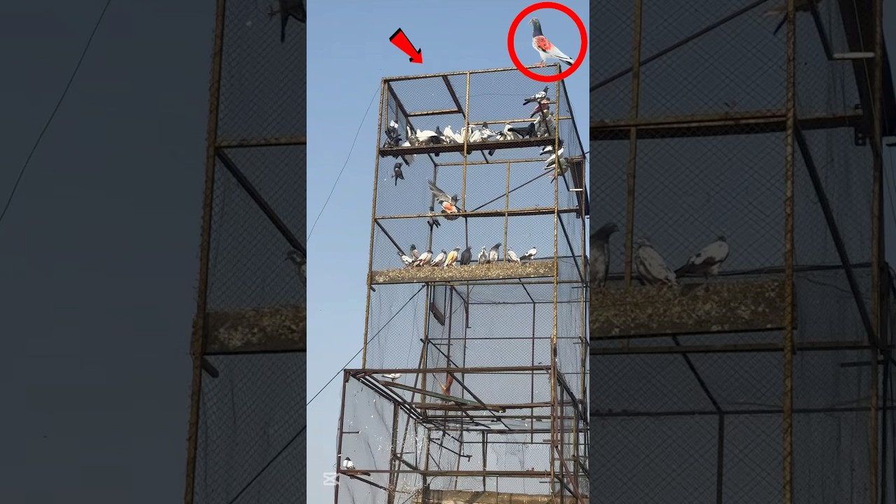 Automatic Trap Say Kabooter Ko Pakernay Ka New Tarika | #pigeon #pigeonhouse #kabootar #trap #traped