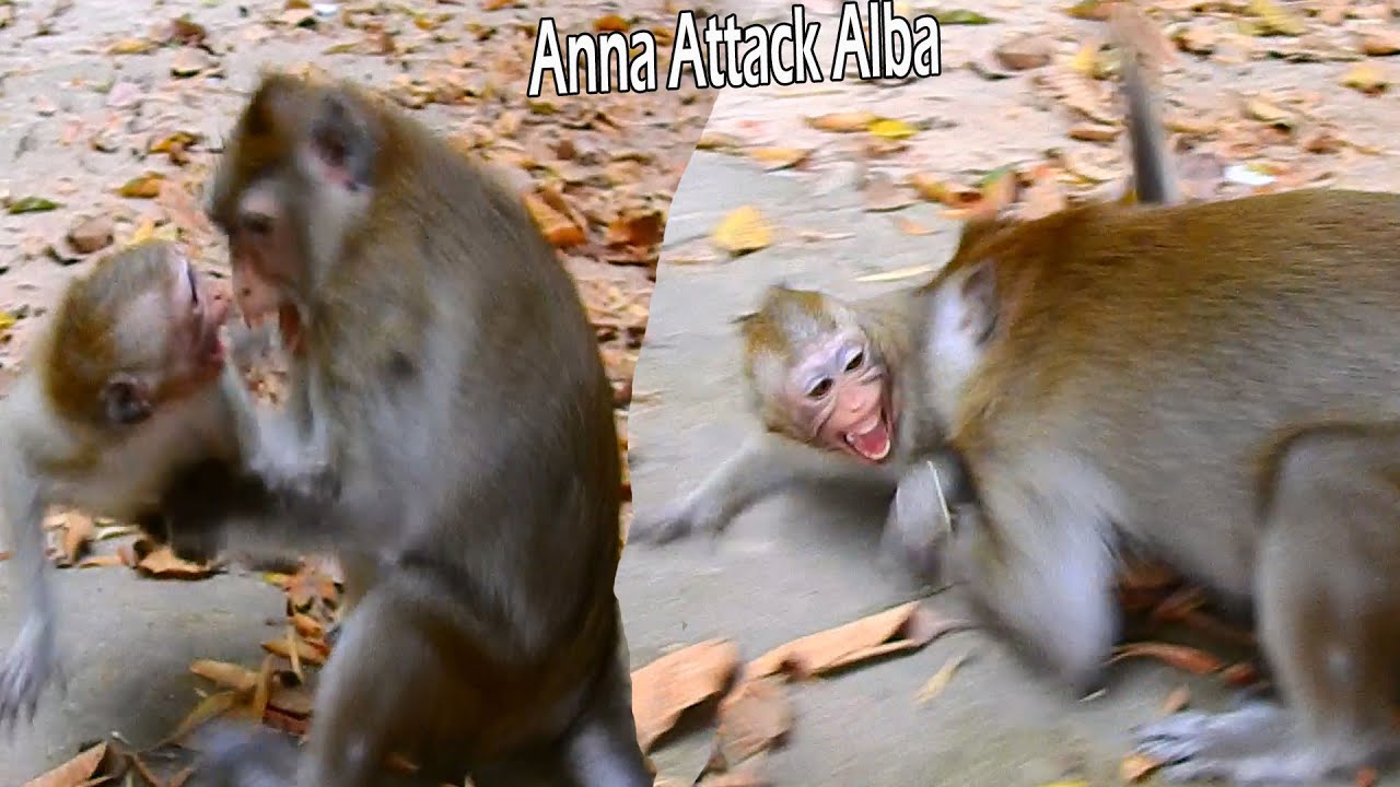 Alive Become Death!Long Time Never Seen Before Mum Anna Attack Alba Till Pass Stool|Alba Cry Seizure