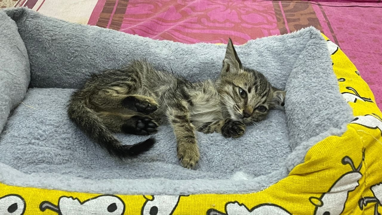 Новый дом, новая радость для бездомного кота