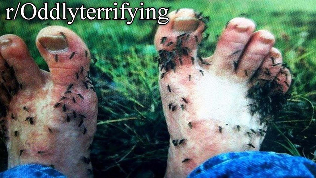 r/Oddlyterrifying | NO