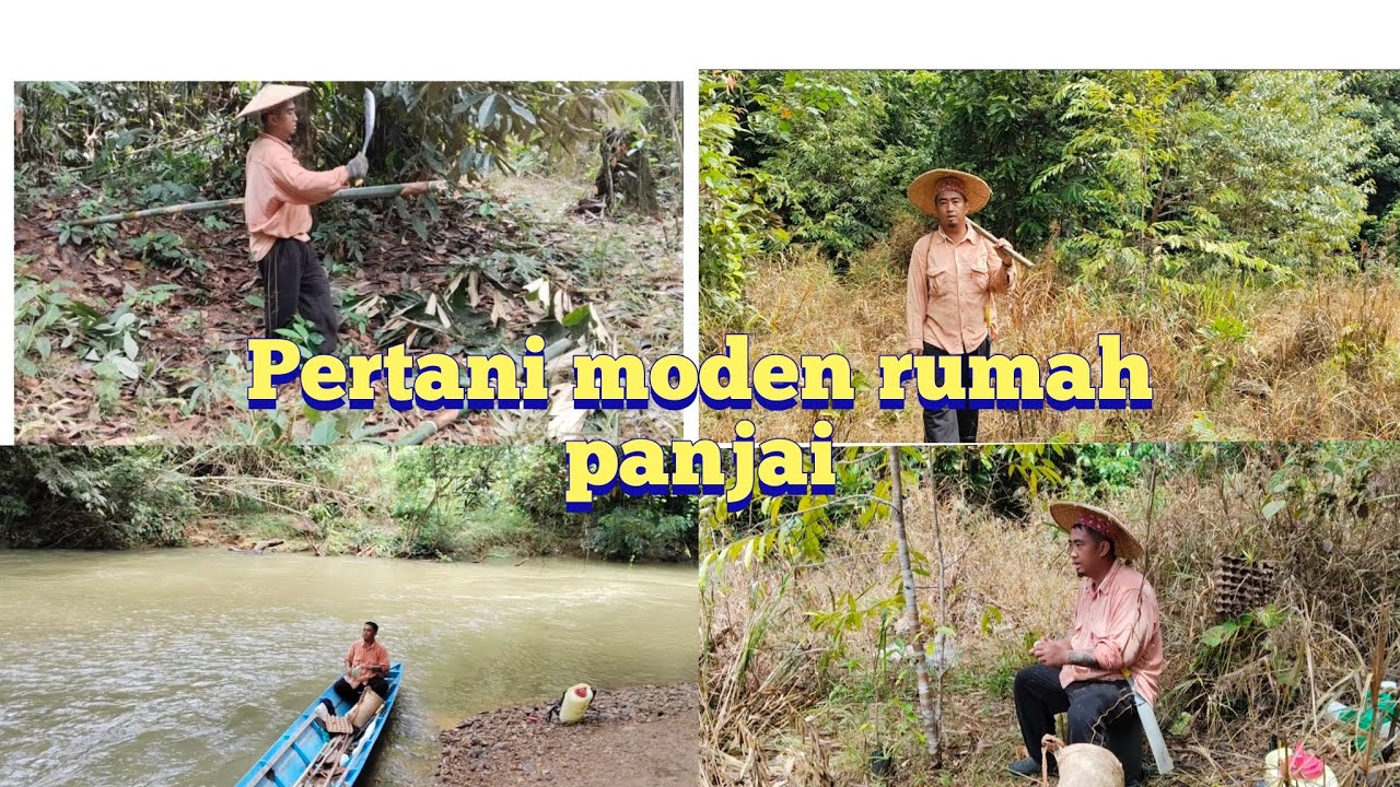  nyadi pertani moden rumah panjai vlog,Juluk ati ka nanam macam buah di berneo,usaha tangga kejayaan