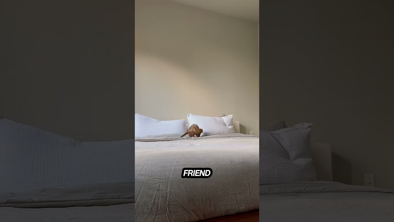 Why Ferrets Are the Cutest Pets Ever 🦦 Fun Animal Facts!