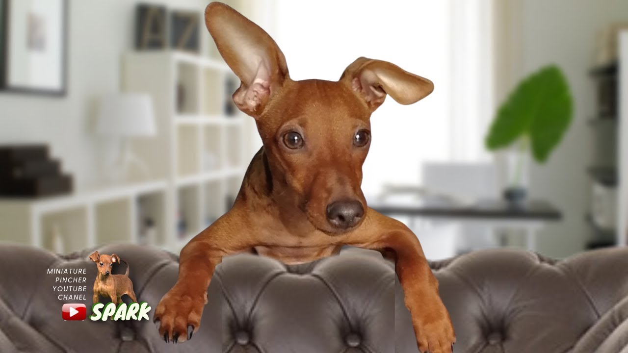 Цвергпинчер   особенности поведения приколы 🐾 SPARK
