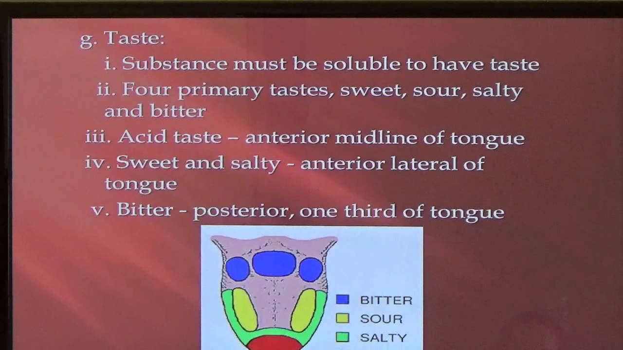 Oral Cavity, Salivary Gland and Immune System Lecture No. 10